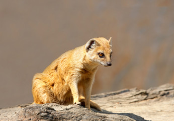 Yellow mongoose