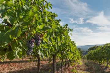 Foto op Plexiglas Italiaanse wijngaard © ermess