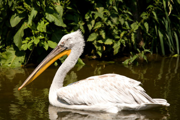 Pelican