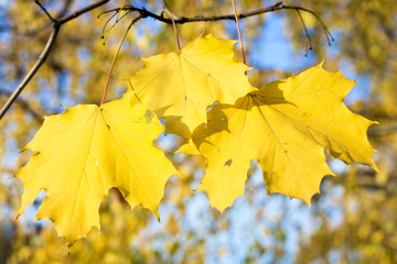 Fototapeta premium Maple autumn leaves