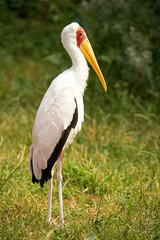 Yellow-billed stork