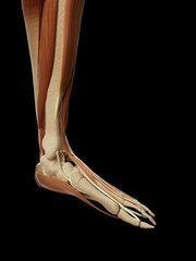 medical illustration of the leg/foot muscles