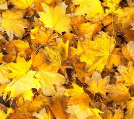 Yellow leaves,