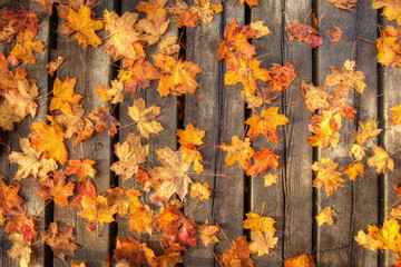 Autumn colored leaves on wooden planks