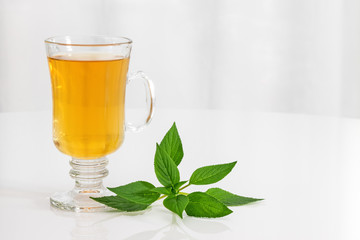 Tea and fresh mint