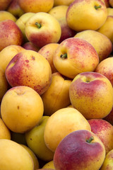 fruits apricot