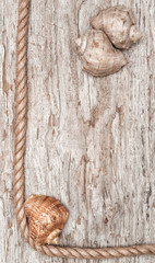 Rope, sea shells and wood background