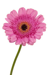 Pink Gerbera on stem close up isolated