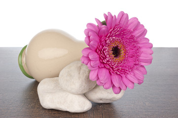 Pink Gerberas in vase on rocks