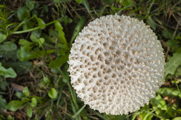 Amanita vittadinii mushroom