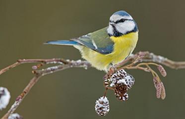 Blue tit in a winter setting