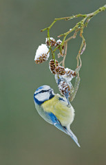 Blue tit in a winter setting