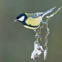 Great Tit in a winter setting