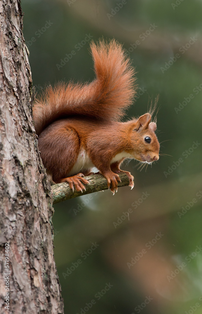 Canvas Prints red squirrel in the forest