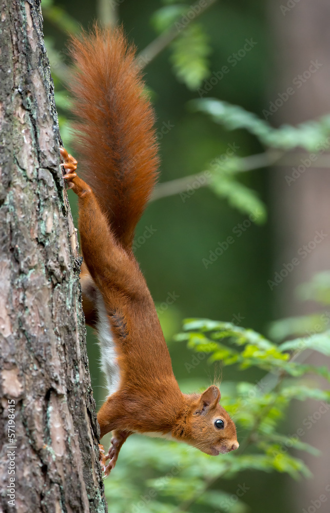 Canvas Prints red squirrel in the forest