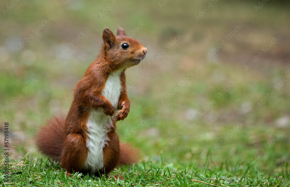 Canvas Prints red squirrel in the forest
