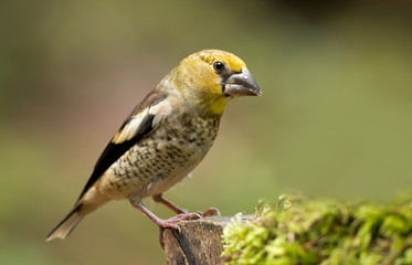Juvenile Hawfinch (Coccothraustes coccothraustes)
