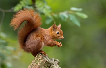 Fotobehang Rode eekhoorn in het bos © Menno Schaefer