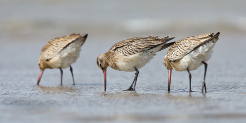 Bar-tailed Godwit (Limosa lapponica)