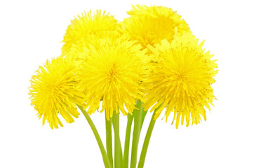 Obraz premium Dandelion flowers