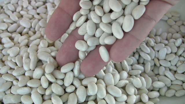 White Lima  beans
