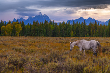 Horses in Grand Tetons