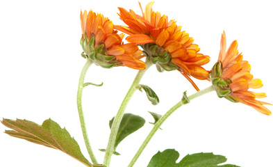 orange spray chrysanthemum,