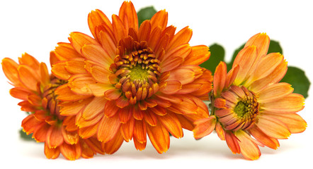 orange spray chrysanthemum,