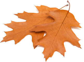 Fototapeta premium red oak leaves