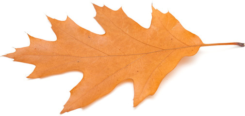 red oak leaves