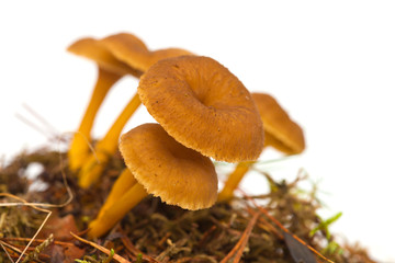 Yellowfoot mushroom