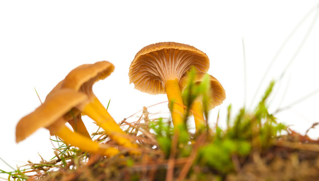 Yellowfoot mushroom
