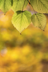 Yellow leaves with abstract background in autumn