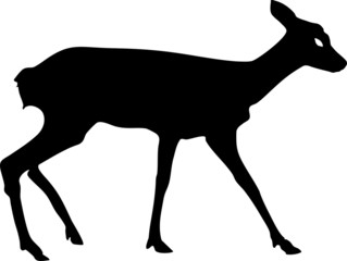 Silhouette of Roe deer