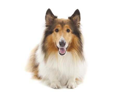 Rough Collie