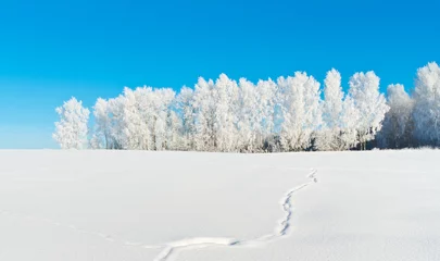 Papier Peint photo autocollant Hiver Fox trail on snowy field