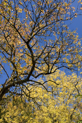 Fall
