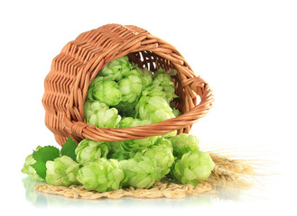 Fresh green hops in wicker basket and barley, isolated on white