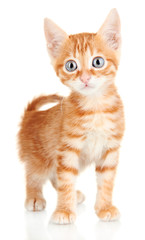 Cute little red kitten isolated on white