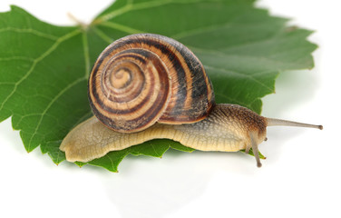 Snail on leaf isolated on white
