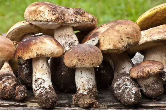 bounch of collected boletus edulis