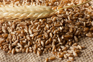 wheat and seend close view