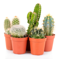 Collection of cactuses, isolated on white