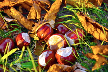 conkers