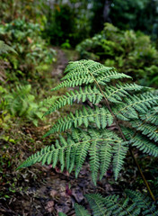Fern leaves, Silerygaon Village, Sikkim