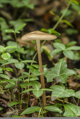 small mushroom