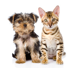 purebred bengal kitten and Yorkshire Terrier puppy. isolated 