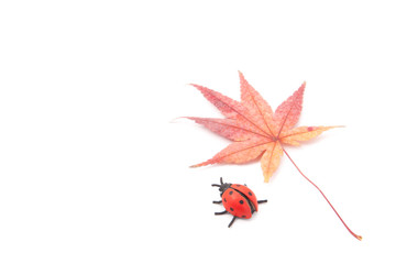 ladybug and a maple leaf