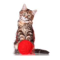 Kitten with red clew of thread