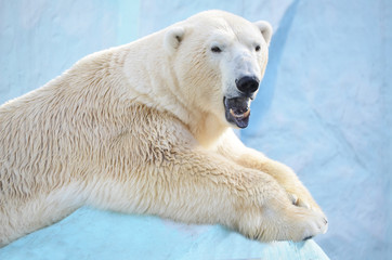 Медведь зевает.